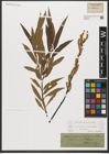 Foto von Salix triandra L. x Salix viminalis L.